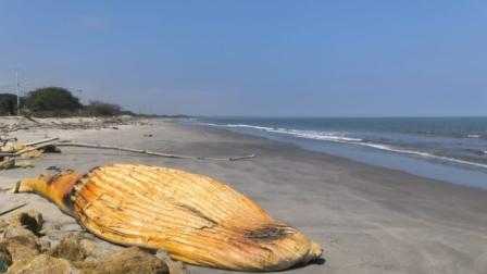 Una ballena de aproximadamente 14 metros de largo llegó muerta a la playa de Jambelí.