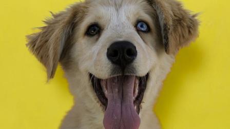 Una feria para mascotas y atractivos con música y talleres habrá en Quito el domingo 31 de agosto del 2025