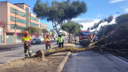 Árbol obstaculizó carril exclusivo en la av. De la Prensa