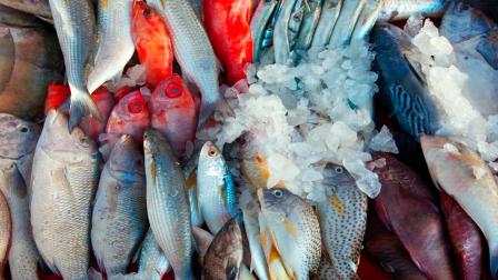 pescados superaron los límites recomendados de arsénico, mercurio y plomo.