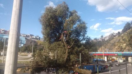 Árboles caen sobre personas en Quito este jueves 28 de agosto