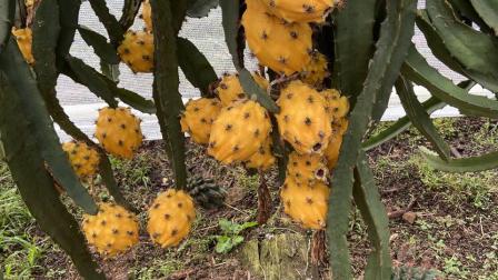 La pitahaya es una de las frutas que más ha crecido en exportaciones en Ecuador.