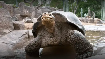 Durante casi un siglo, Gramma la tortuga de las Galápagos fue una presencia tranquila y constante en el zoológico de San Diego en EE.UU.
