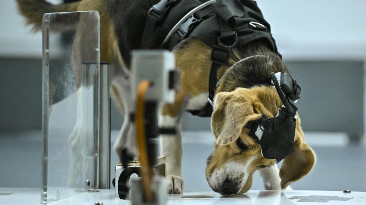 Una empresa de IA utiliza perros para detectar el cáncer