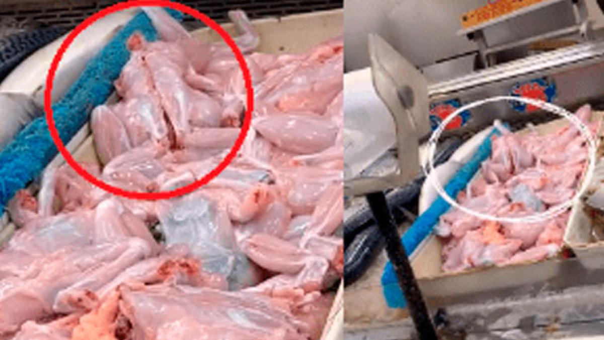 El sorprendente video en TikTok de pollo muerto tratando de 'escapar'