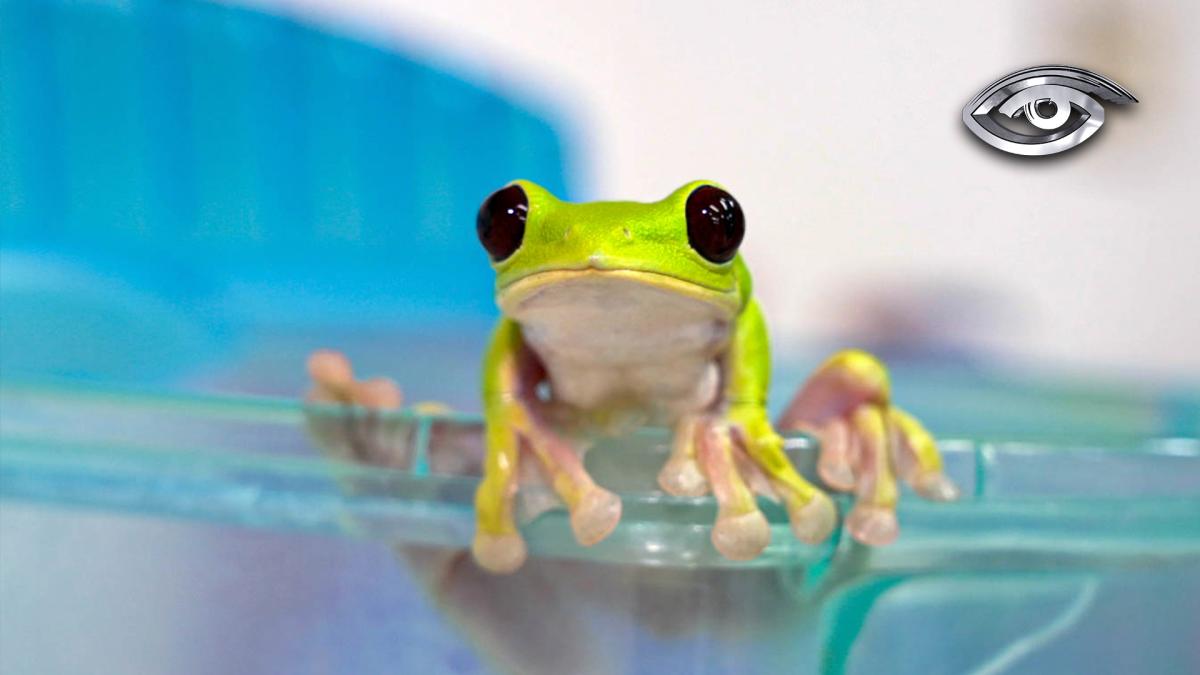 Ranas en peligro: ¿por qué son clave para las ciudades?