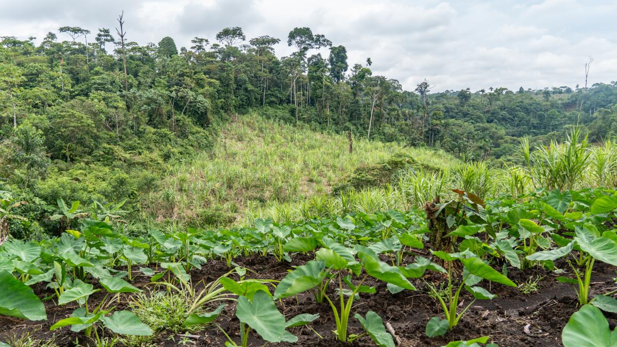 Ecuador destaca avances en conservación de bosques y manejo sostenible de territorio – Teleamazonas