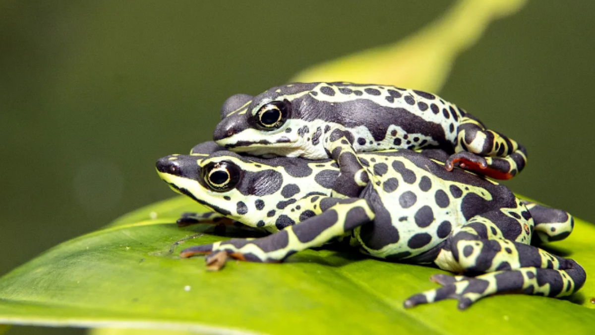 El 'santuario' de ranas que busca frenar su extinción y el tráfico ...